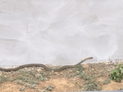 Philodryas nattereri