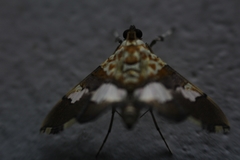 Aetholix flavibasalis