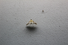 Aetholix flavibasalis