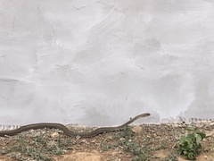 Philodryas nattereri