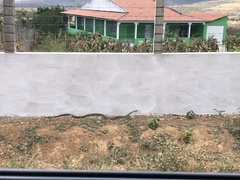 Philodryas nattereri