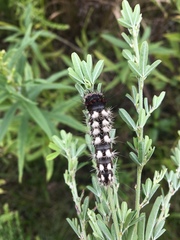 Acronicta longa