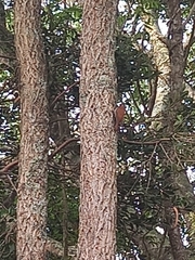 Lepidocolaptes angustirostris