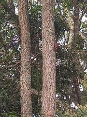 Lepidocolaptes angustirostris