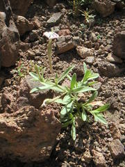 Silene lynesii