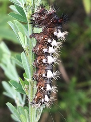 Acronicta longa