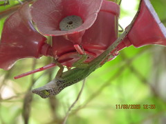 Anolis leachii