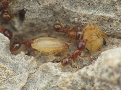 Paracletus cimiciformis