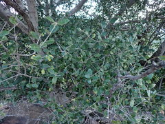 Chionanthus foveolatus