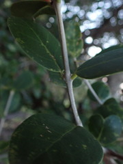 Chionanthus foveolatus