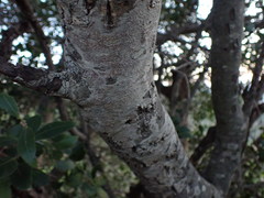 Chionanthus foveolatus