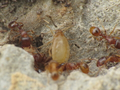 Paracletus cimiciformis