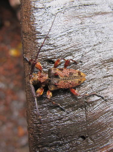 género Hexacona · NaturaLista Colombia