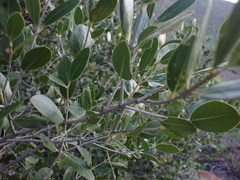 Chionanthus foveolatus