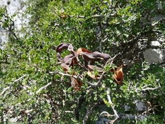 Painteria elachistophylla