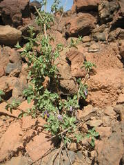 Solanum forskalii