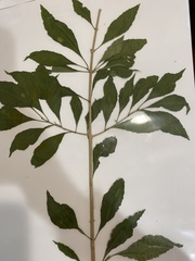 Forestiera acuminata