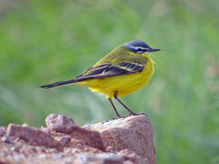 Motacilla flava flava