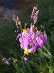 Primula tetrandra