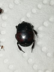 Hister quadrimaculatus