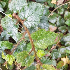 Rubus tricolor