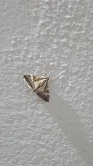 Agrioglypta eurytusalis