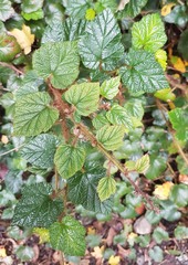 Rubus tricolor