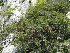 Painteria elachistophylla