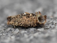 Dahlica triquetrella