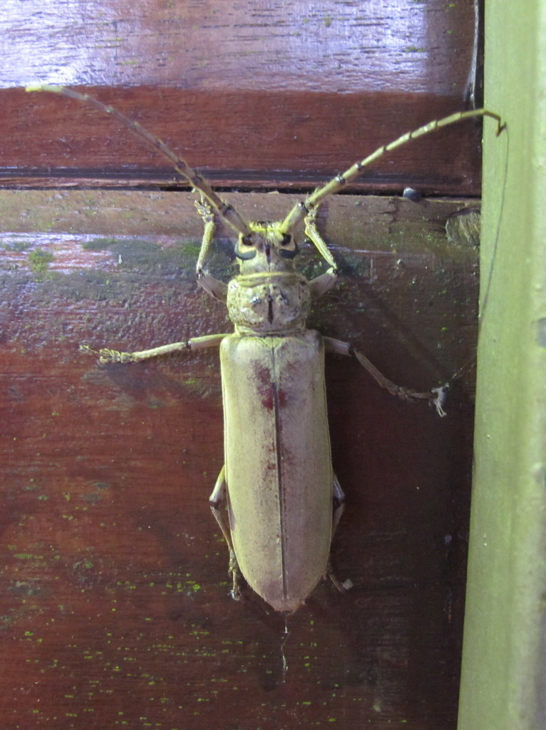 Criodion cinereum