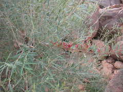 Tapinanthus globiferus