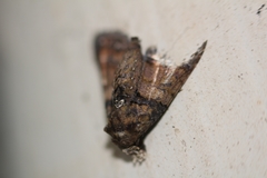 Noctuoidea