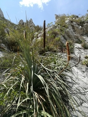 Dasylirion berlandieri