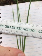 Piptatheropsis pungens