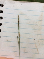 Piptatheropsis pungens