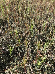 Lysimachia terrestris