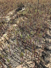Lysimachia terrestris