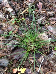 Piptatheropsis pungens