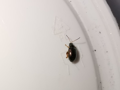 Crepidodera fulvicornis