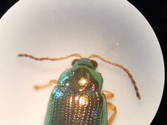 Crepidodera fulvicornis