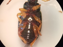 Crepidodera fulvicornis