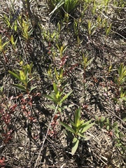 Lysimachia terrestris