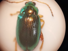 Crepidodera fulvicornis