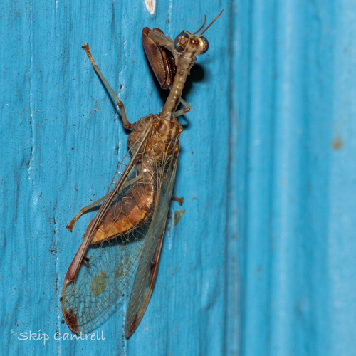 Four-spotted Mantisfly photo 5