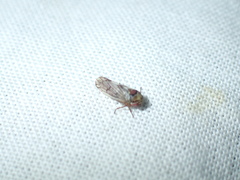 Oncopsis subangulata