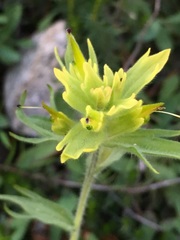 Castilleja peirsonii