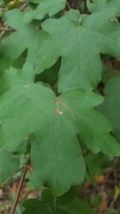 Acer campestre