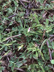 Indigofera taiwaniana