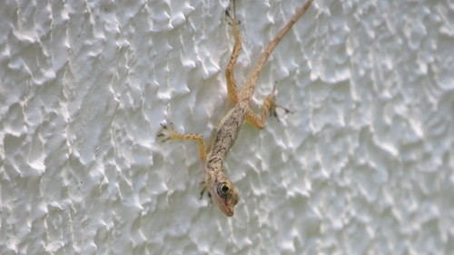 Isla San Andrés Anole