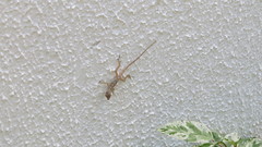 Anolis concolor